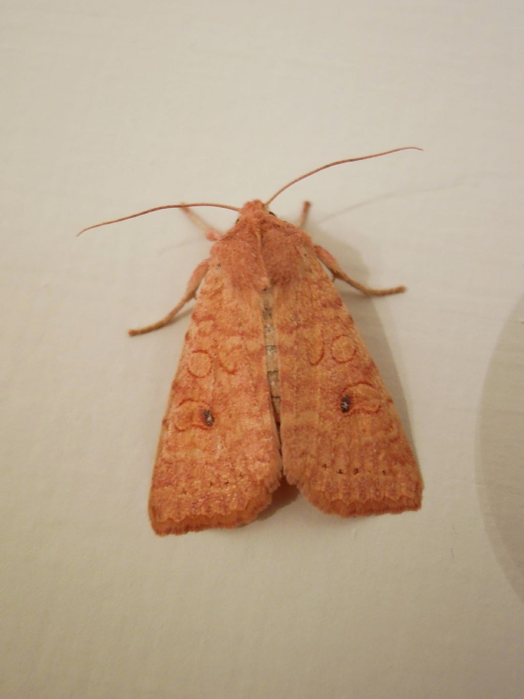 dubbio su id - Xanthia (Cirrhia) ocellaris, Noctuidae